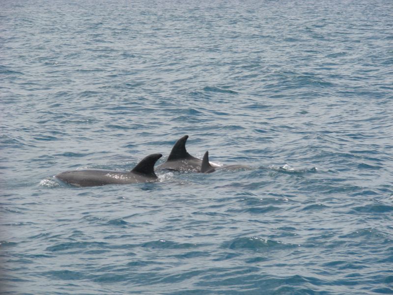Dolphins at Bay of Islands