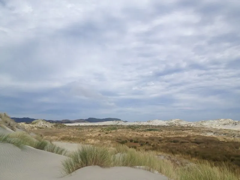 Dunes on Farewell Spit