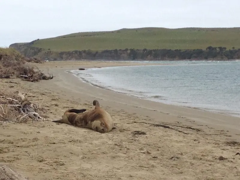 Seal at Surat Bay, NZ
