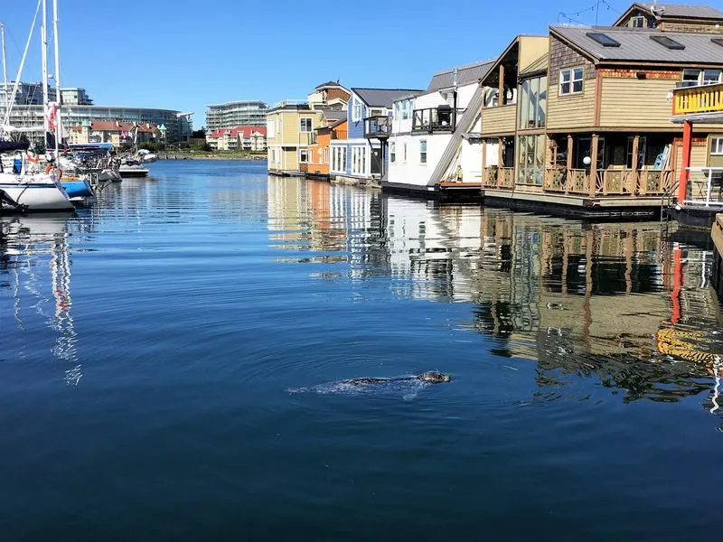 Seal swimming around Fishermans Wharf Victoria