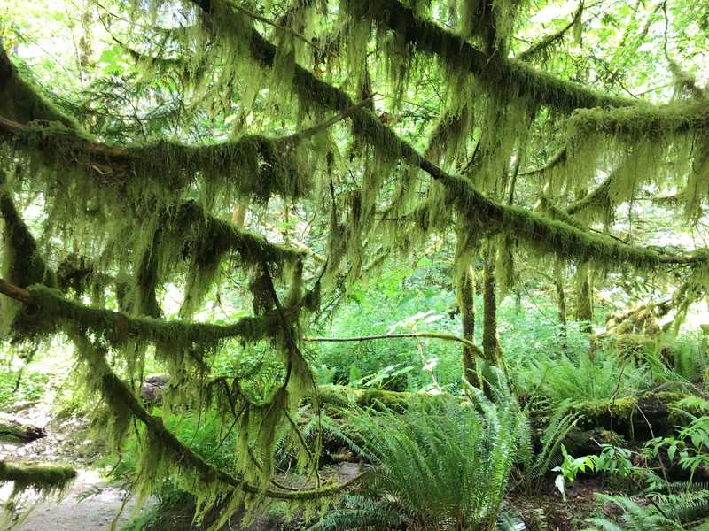 Moss-covered trees in Cathedral Grove on Vancouver Island