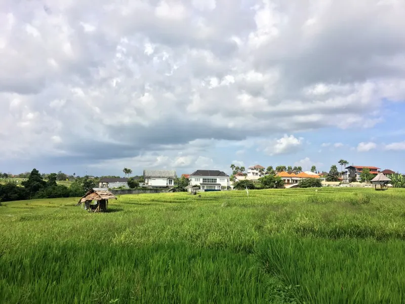 Rice fields Bali near Canggu
