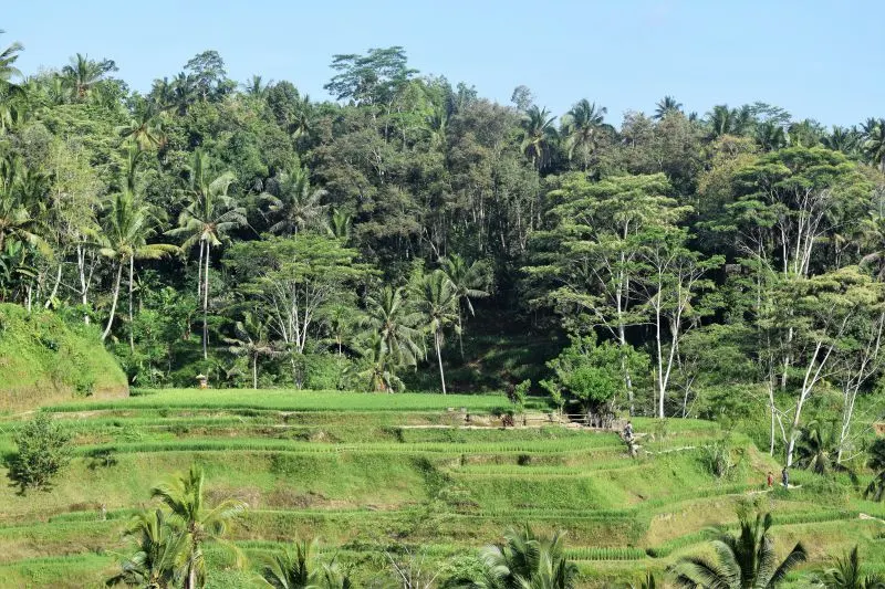 Rice terraces Tegallalang Ubud Bali
