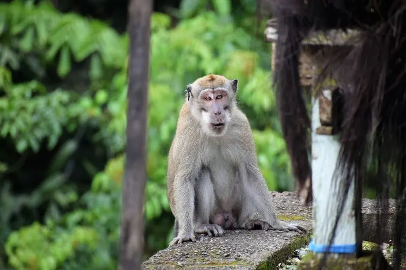 Monkey on Bali, Indonesia
