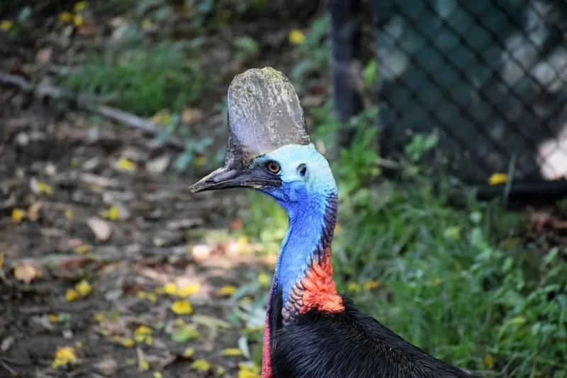 Cassowaries endangered flightless birds in Northern Australia
