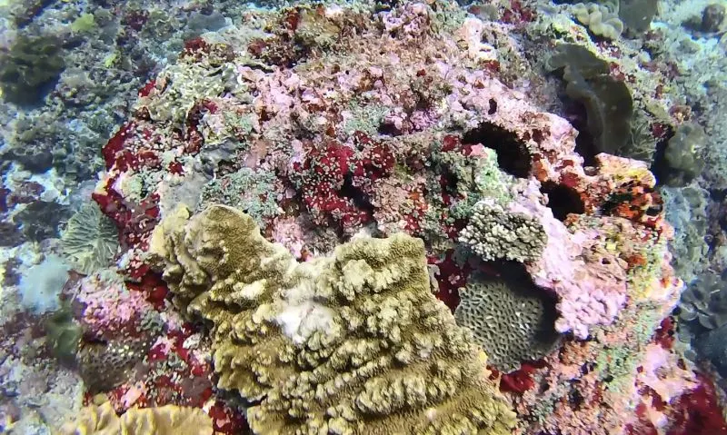 Colorful coral around Nusa Penida