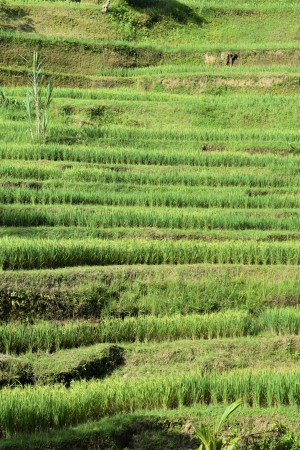 The famous rice terraces around Ubud