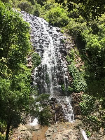 Dorrigo Rainforest - Wonga Walk