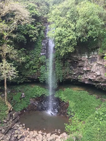 Wonga Walk - Dorrigo Rainforest