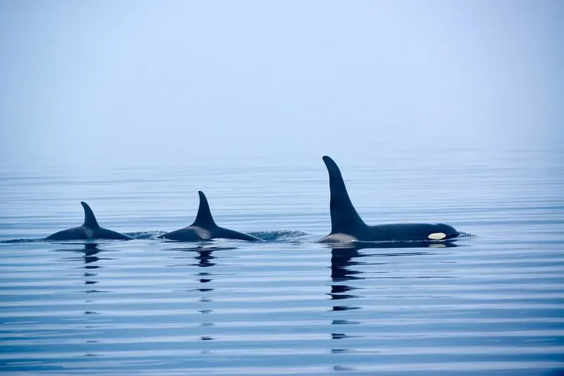 Killer whales on whale watching Victoria Vancouver Island