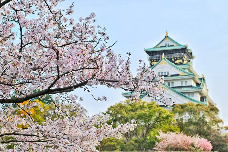 Osaka castle with cherry blossoms