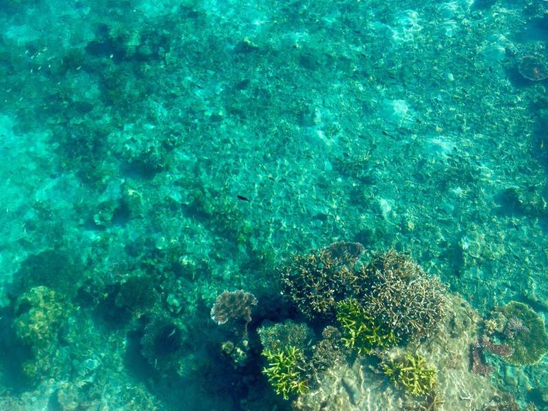 Coral around Tioman