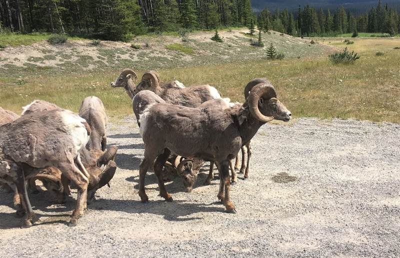 Herd of bighorn sheep in Banff National Park