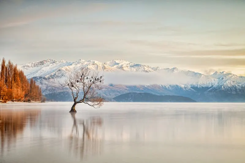 Wanaka Tree Lake Wanaka South Island New Zealand