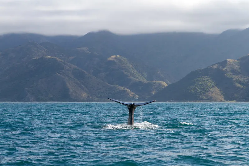 whale-watching-cruise-kaikoura-new-zealand-phenomenalglobe.com